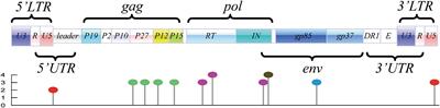 Conservation and distribution of the DRACH motif for potential m6A sites in avian leukosis virus subgroup J